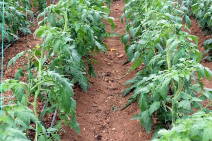 ��� ��������� ������ ��������� � ����: ������ ���� ��� ���� ��������