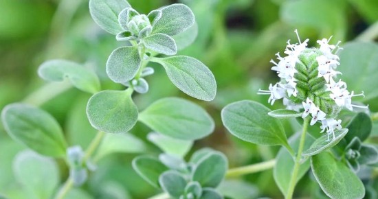 �������: ��������� ������� ������ �������