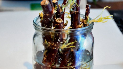 ��� ��������� �������: ��������� ����������� ��� ������