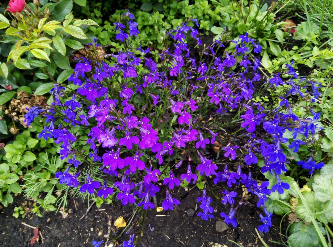 ��� ��������� ��������� �������: ������ � ������� ��� ���������