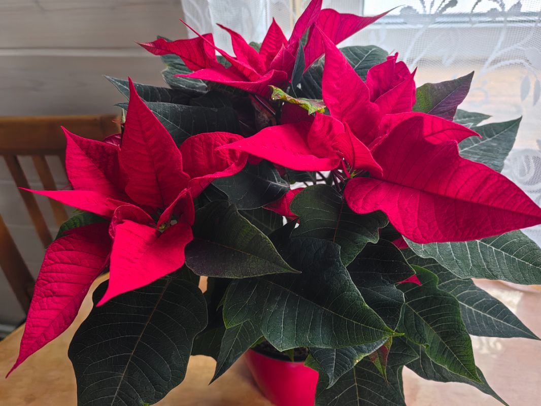 ������ ��� ���� ���: ����������� ���������� � ������ ����