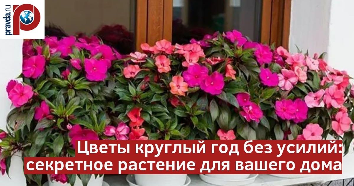 ��������� �������: �����, ������� ������ ������� ���