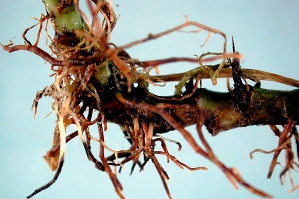 Спатифиллум: как защитить любимое комнатное растение от болезней и вредителей