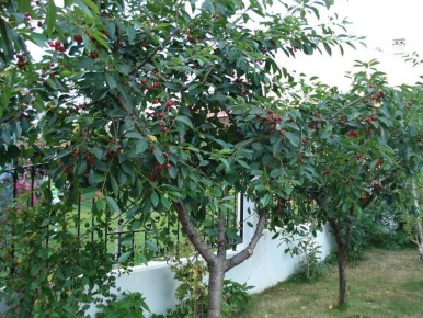 ��� ��������� ��������� �� �����: ���� �������� ������