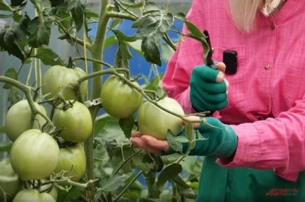 ��� ������ ��������� �������: ������ ���������� ��������� ����������