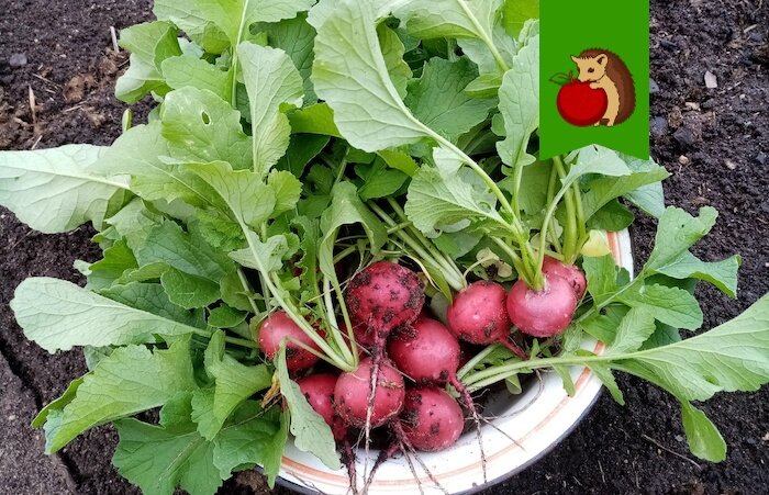 Как вырастить идеальный редис: секреты подготовки почвы