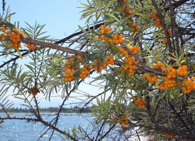 ��� ��������� �� ���������: ������� ������������ ������