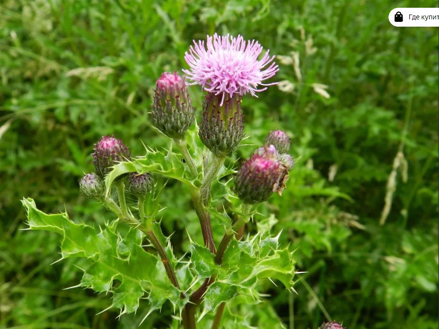 �������: ������������ �������� �����