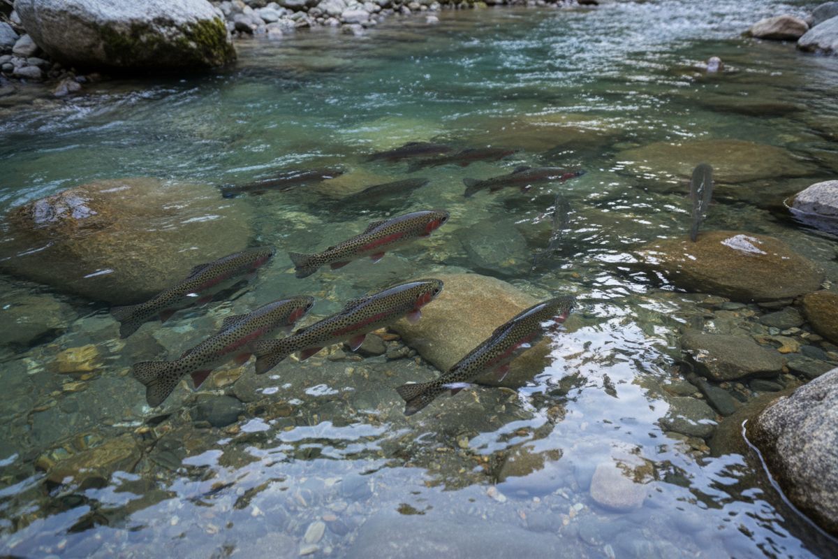 ������ � ������� �����: ������� ������������� � ������ ������ ���