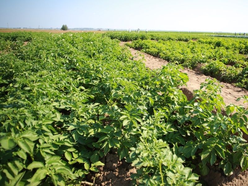 Цены на картофель и овощи продолжают снижаться