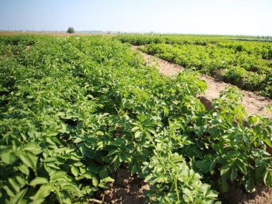 Цены на картофель и овощи продолжают снижаться