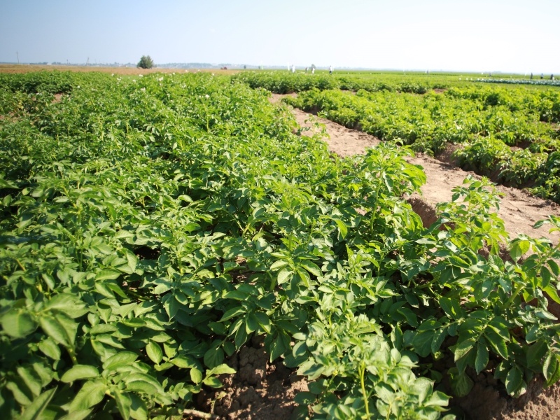 Цены на картофель и овощи продолжают снижаться