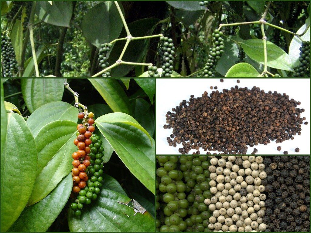 ���������� ��������, ������� �������� ���: ������� �����