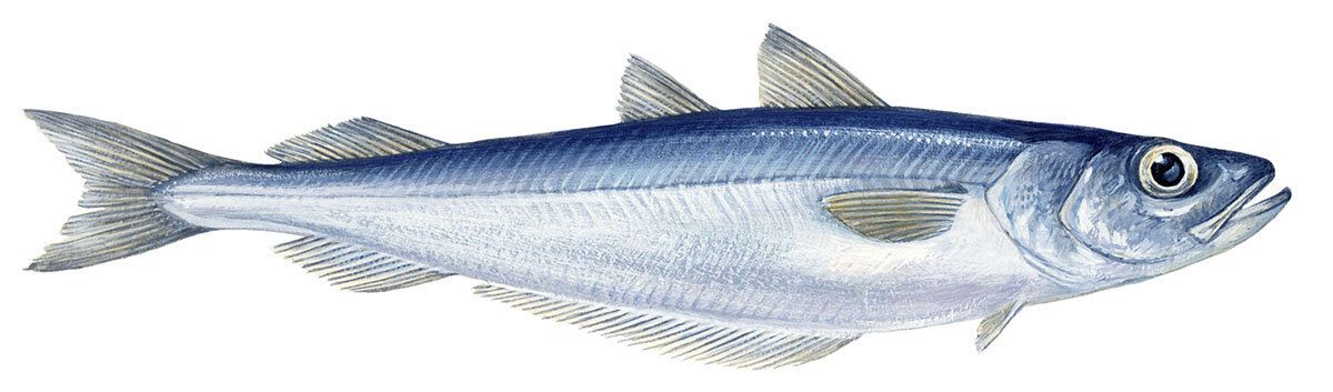 �������� ������� (Micromesistius poutassou Risso, 1827)