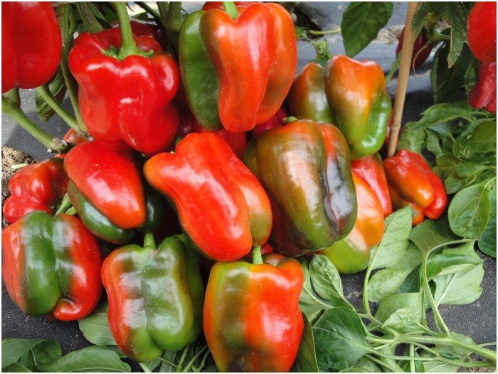 Перец Бон Аппетит: идеальный выбор для вашего огорода