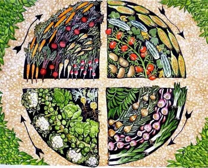 Промышленные тайны севооборота: как увеличить урожай и сохранить природу