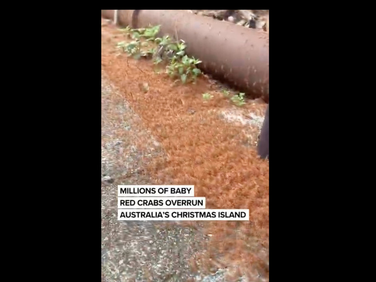 Миграция крабов: настоящая красная река на острове Рождества