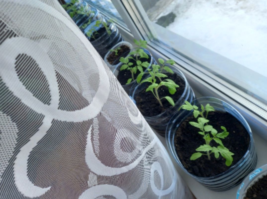 ������ ������� ����� ����� ��������� ������� ��� ��������?