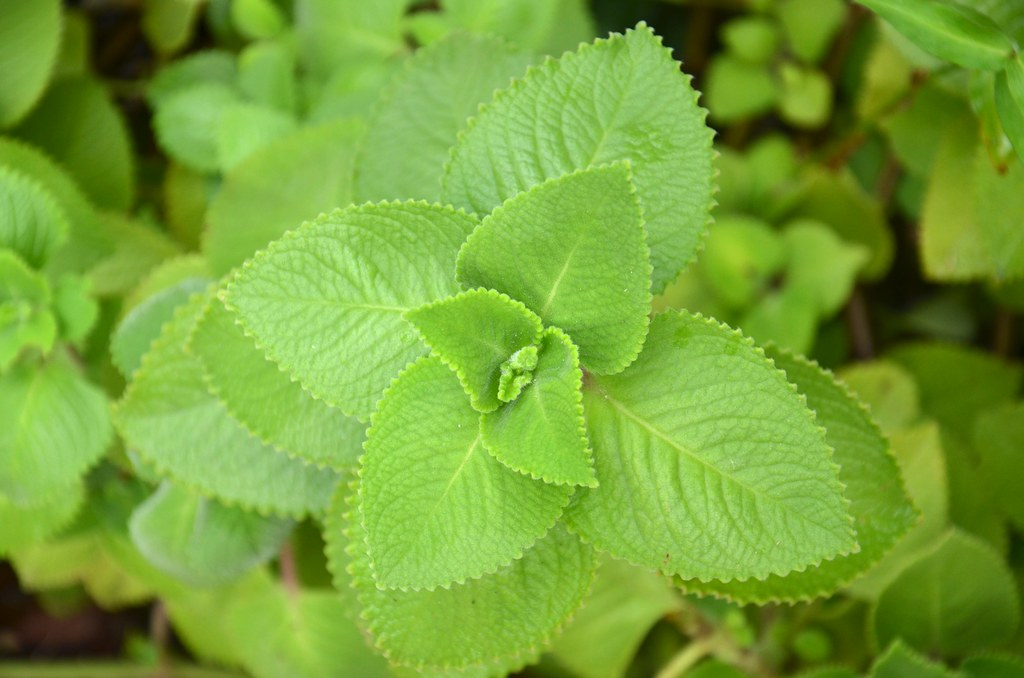 Очарование орегано: как эта зелень преображает ваши блюда