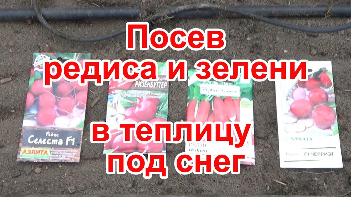 Посев редиса и зелени в теплице под снег: секрет раннего урожая