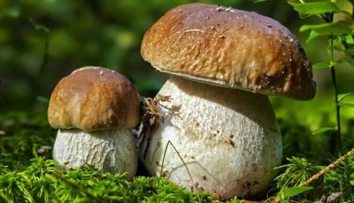 Грибной отвар: как создать волшебный напиток с пользой для здоровья