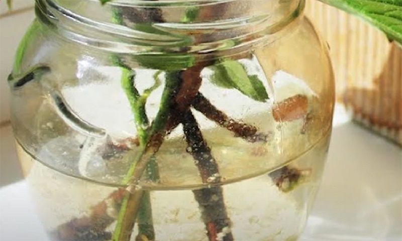 ��� ������ ��������� ������� � ������� ������� ������������