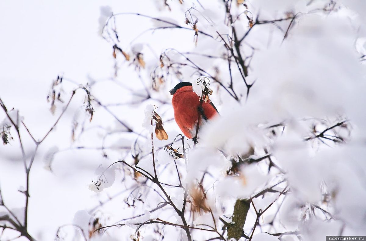 �������� ����: ������� �������� � ������, ������� ��������������� ����� � ��������