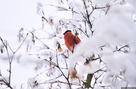 �������� ����: ������� �������� � ������, ������� ��������������� ����� � ��������