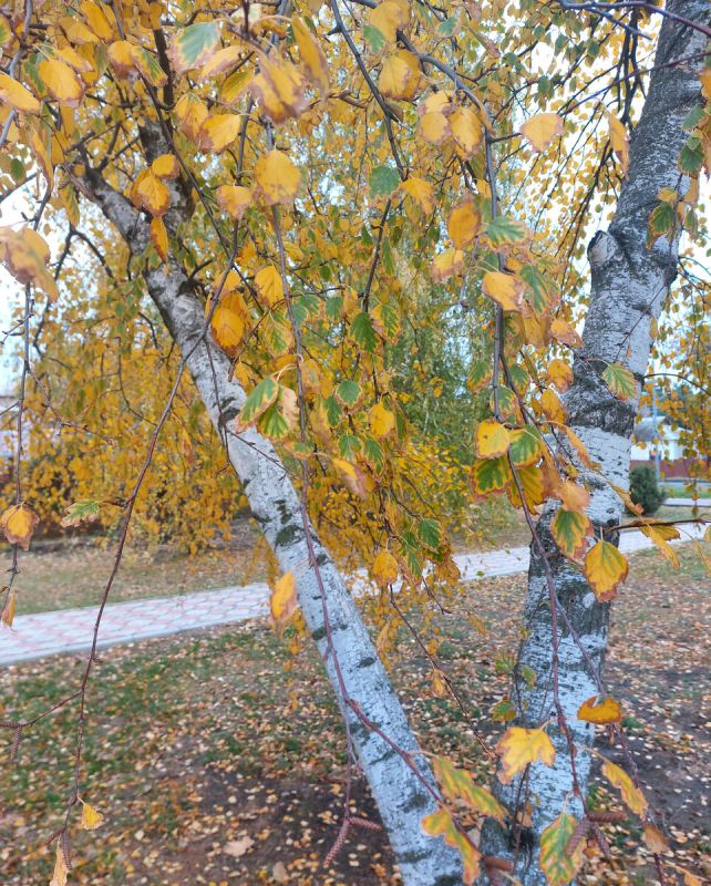 ������� ���� ��� �����: ���������� ������� �� �������