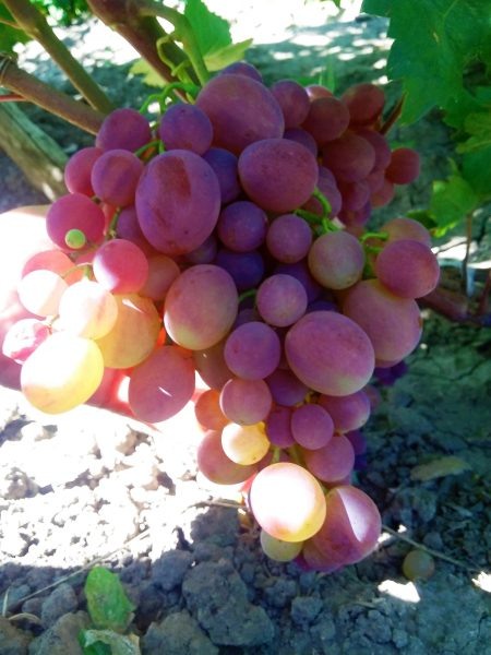 Джонни: уникальный виноград для ранних привередливых гурманов