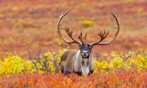 ������: ��� ����� ������� ����������� � ���������� ������