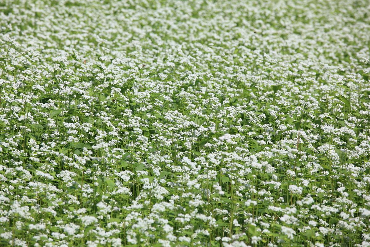 �������: ������� ������� ����� � ����������� �������