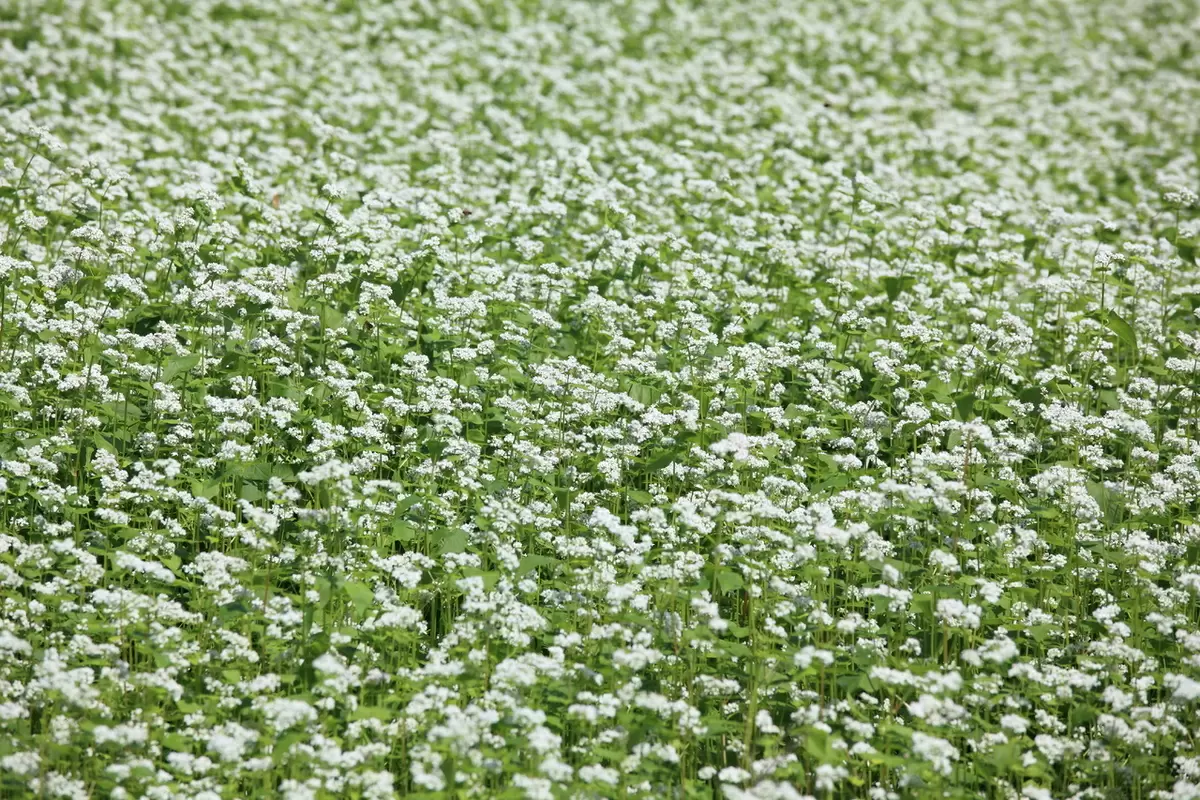 Гречиха: Зеленый Санитар Полей и Питательный Продукт