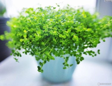 ����: ������ ����� ��� ������ ����