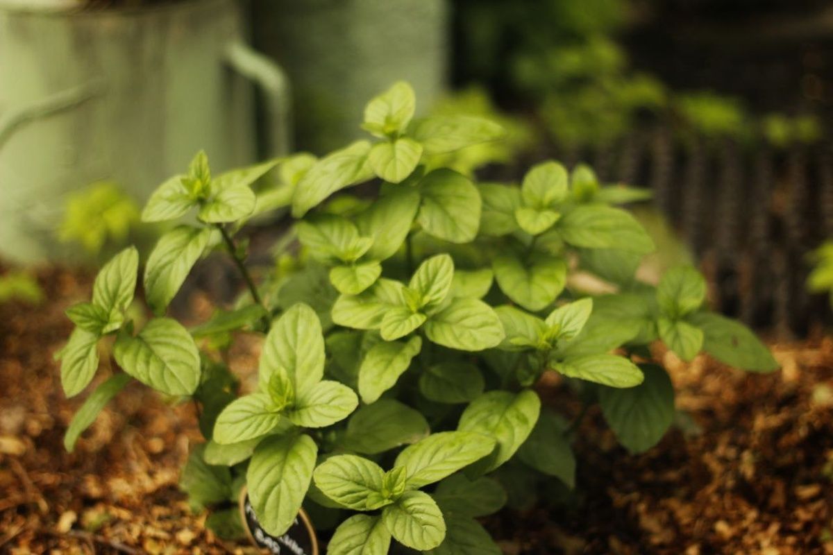 ����� ������������ ����: ������ ���� ���� ����������� ������ ���������