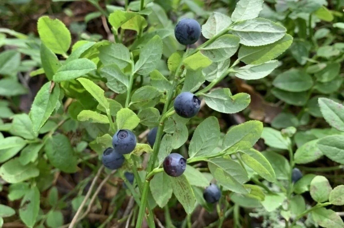 ��������� �� ������ �����: ��� ����� ����� � 2025 ����