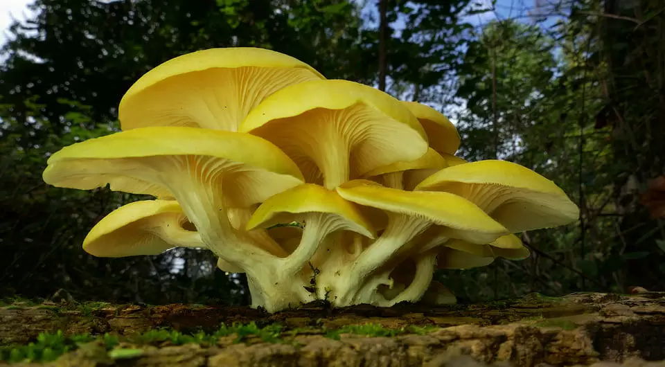 Лимонные вешенки завоевывают Северную Америку: угроза местной грибной флоре