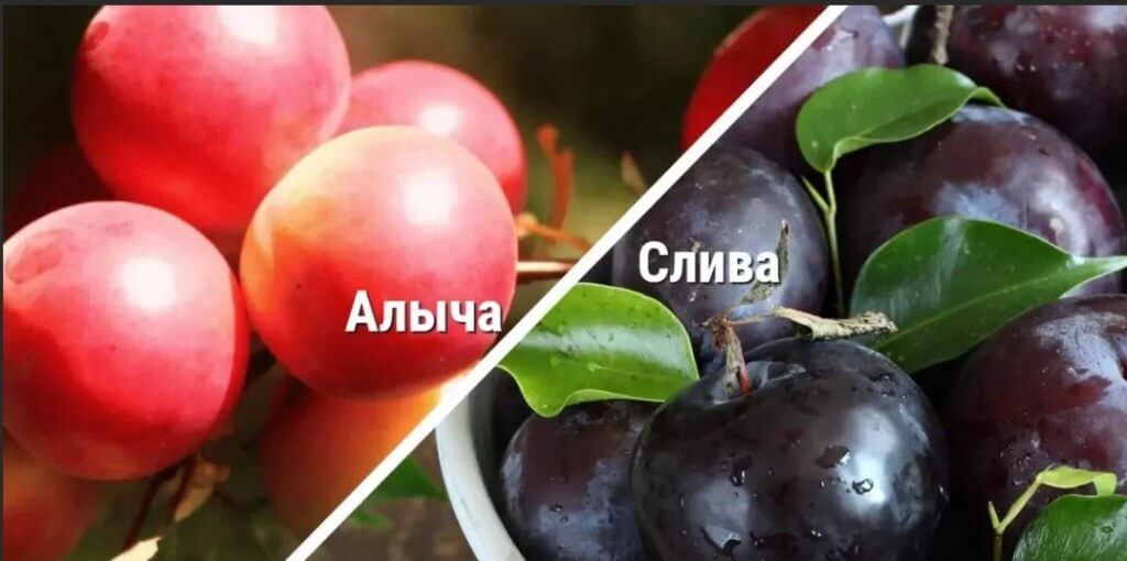 ����� ��� �����: ��� �� �������� � ��� �� ��� �����������?