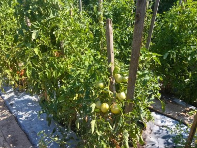 ��� ������ ��������� ������� � ����: ������ ��� ��������