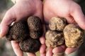 Удивительный мир трюфелей: от подземного роста до гастрономического восхищения